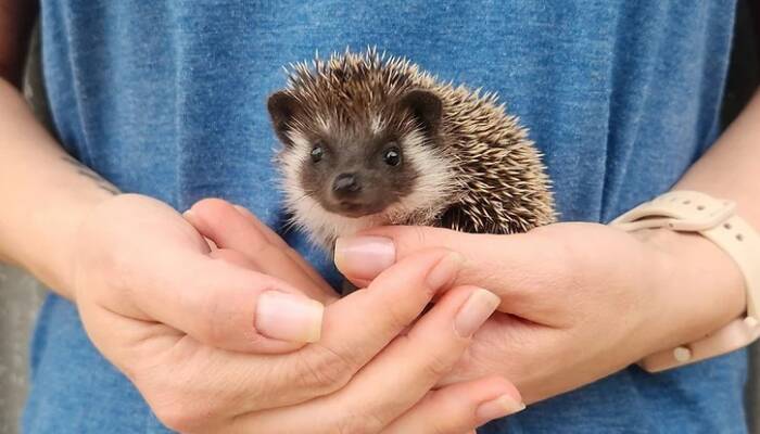 hedgehog pet for sale