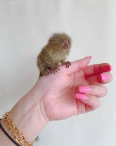 Pygmy Marmoset for Sale at Ranch of Exotic Breeds – Your Guide to Owning the World’s Smallest Monkey