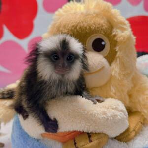 Finger Monkey for Sale at Ranch of Exotic Breeds | Tiny Primate Companions