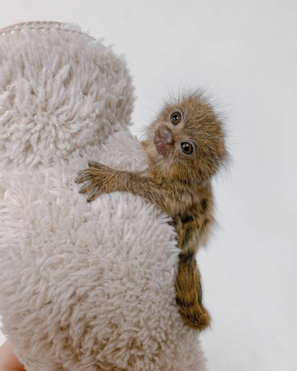 Marmosets Monkey For Sale Near Me - #1 Best Exotic Pet Store