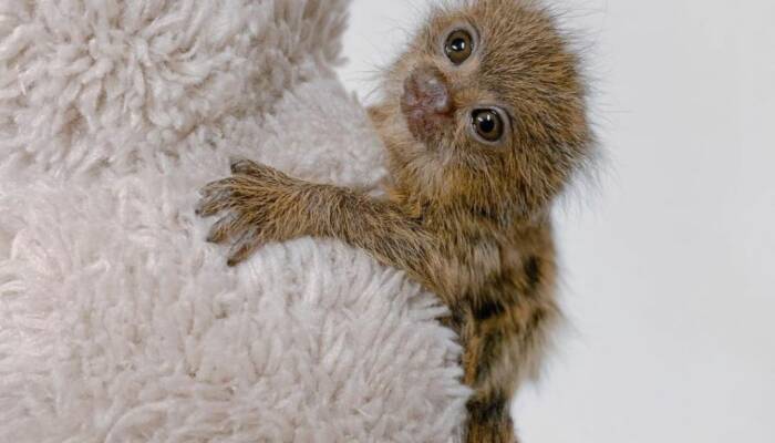 Marmosets Monkey For Sale Near Me