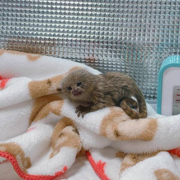 Finger Monkey For Sale 100 | Ranch of Exotic Breeds Store