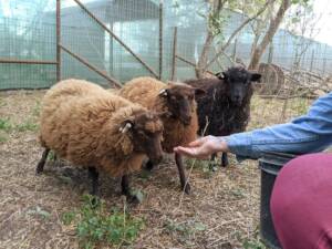 shetland sheep