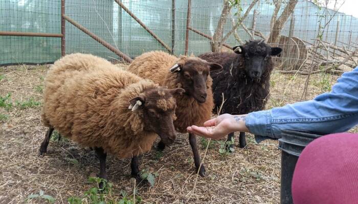 shetland sheep