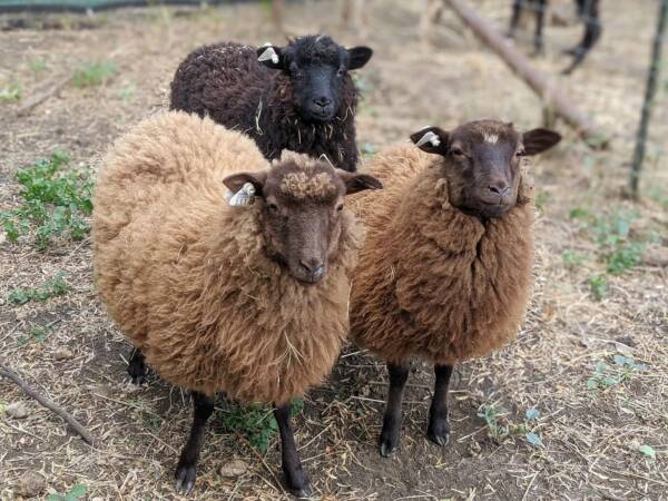 shetland sheep