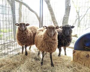 shetland sheep