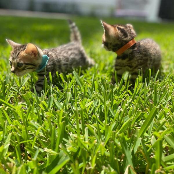 Bengal Kittens for Sale at Ranch of Exotic Breeds Bring home a piece of the wild with our exquisite Bengal kittens! Raised in a nurturing environment, our Bengals boast stunning coats, playful personalities, and impeccable health. Perfect for families, singles, or multi-pet households, these kittens are ready to become your lifelong companions. Contact us today to reserve your Bengal cat!