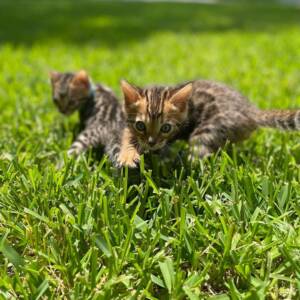 Bengal Cat For Sale | Healthy & Socialized Bengal Kittens | Ranch of Exotic Breeds