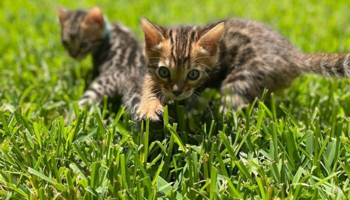 bengal cat for sale