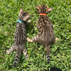 Bengal Cat For Sale | Healthy & Socialized Bengal Kittens | Ranch of Exotic Breeds