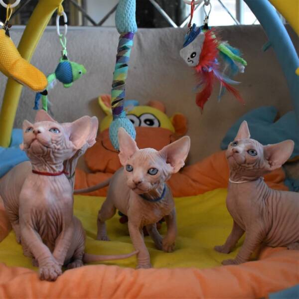 Sphynx cat for sale