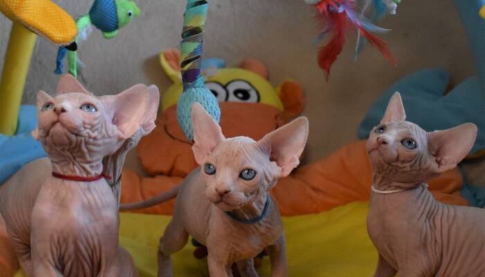 Sphynx Cat for Sale at Ranch of Exotic Breeds | Hairless, Affectionate, and Unique Companions