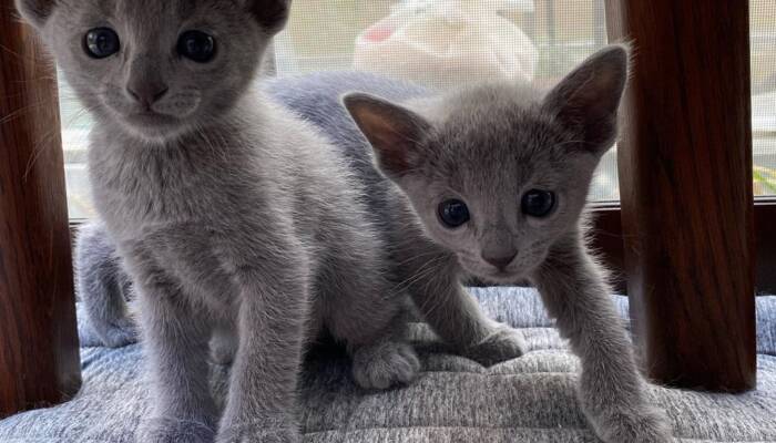 Russian blue cat for sale