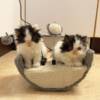 Persian Cat for Sale at Ranch of Exotic Breeds | Premium Quality, Healthy, and Well-Cared Kittens