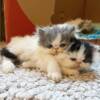 Persian Cat for Sale at Ranch of Exotic Breeds | Premium Quality, Healthy, and Well-Cared Kittens