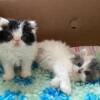 Persian Cat for Sale at Ranch of Exotic Breeds | Premium Quality, Healthy, and Well-Cared Kittens