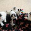 Persian Cat for Sale at Ranch of Exotic Breeds | Premium Quality, Healthy, and Well-Cared Kittens
