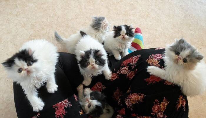 Persian cat for sale,