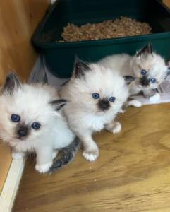 Birman Kittens for Sale at Ranch of Exotic Breeds | Purebred, Healthy, and Loving Companions