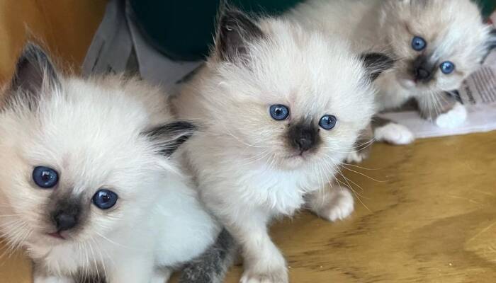 birman kittens for sale