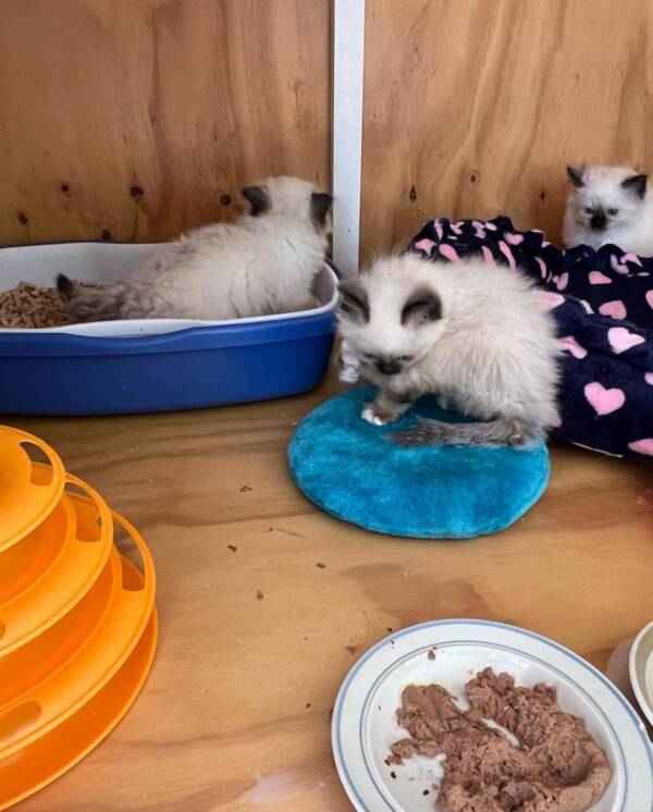 birman kittens for sale