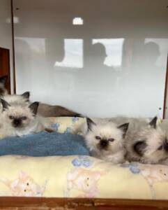 Birman Kittens for Sale at Ranch of Exotic Breeds | Purebred, Healthy, and Loving Companions