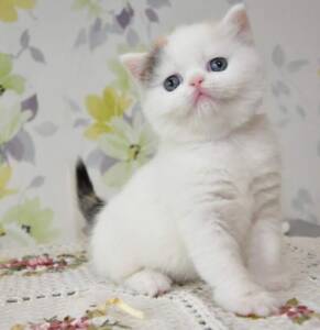 Scottish Fold Cats for Sale | Ranch of Exotic Breeds | Adorable & Unique Felines