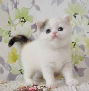 Scottish Fold Cats for Sale | Ranch of Exotic Breeds | Adorable & Unique Felines