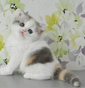 Scottish Fold Cats for Sale | Ranch of Exotic Breeds | Adorable & Unique Felines