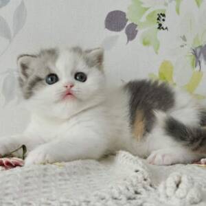 scottish fold cat for sale