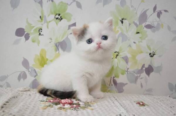 scottish fold cat for sale