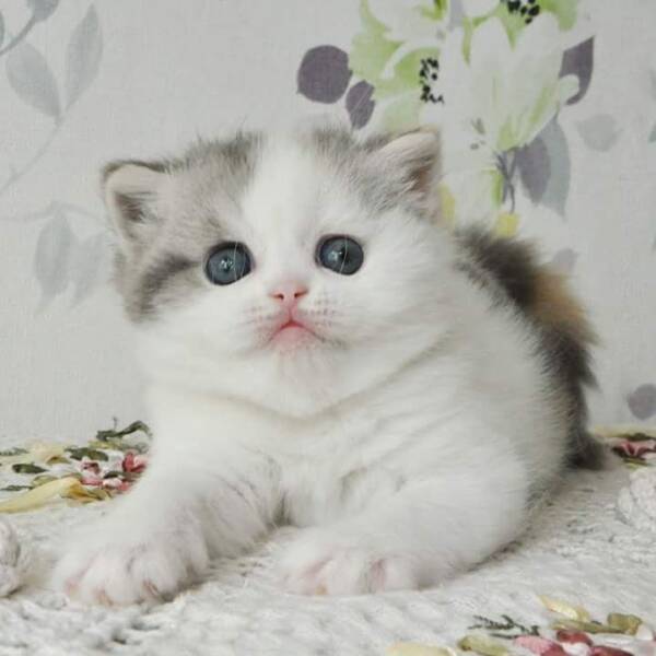 scottish fold cat for sale