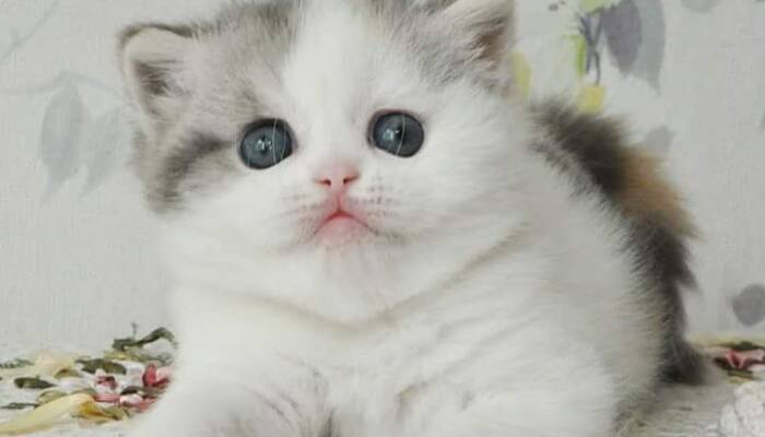 Scottish Fold Cat for Sale | Ranch of Exotic Breeds | Adorable & Unique Felines