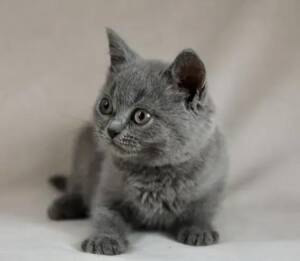 British Shorthair Kittens for Sale | Ranch of Exotic Breeds