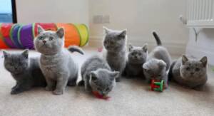 British shorthair for sale,