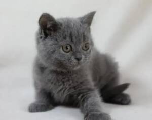 British shorthair for sale,