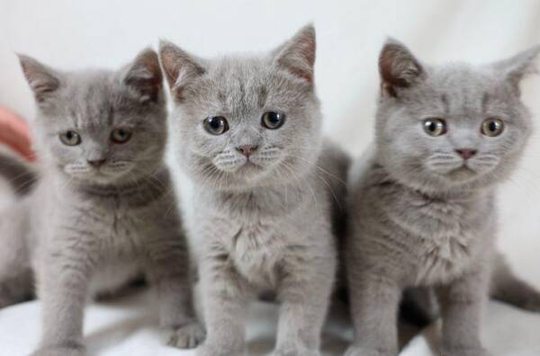 British Shorthair For Sale | Ranch of Exotic Breeds