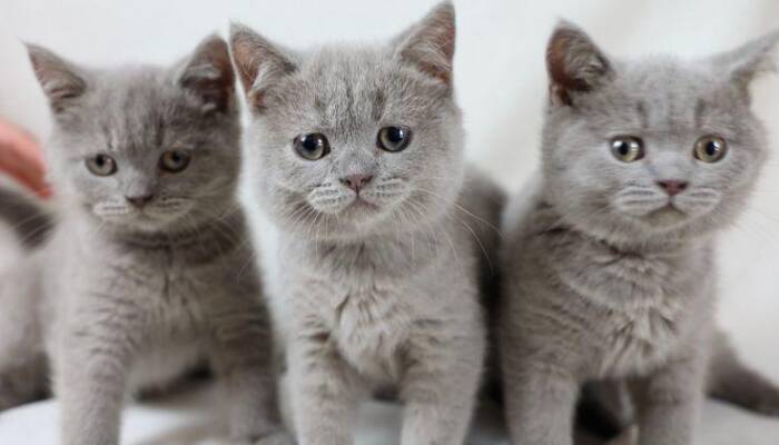 British Shorthair For Sale | Ranch of Exotic Breeds