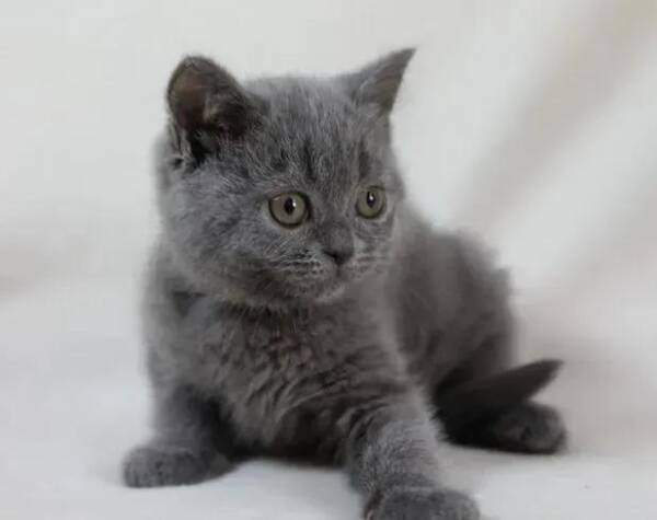 British Shorthair Kittens for Sale | Ranch of Exotic Breeds