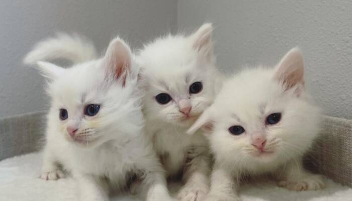 Siberian Cats for Sale at Ranch of Exotic Breeds | Hypoallergenic & Family-Friendly Kittens