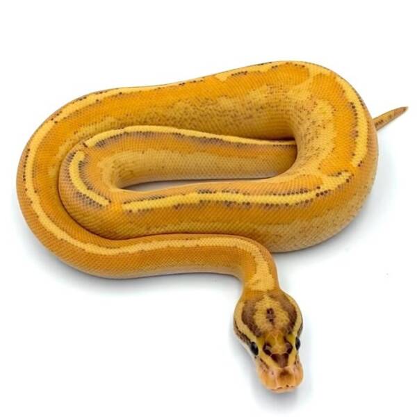 Puma Ball Python,