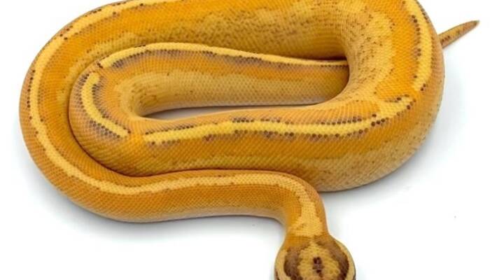 Puma Ball Python,