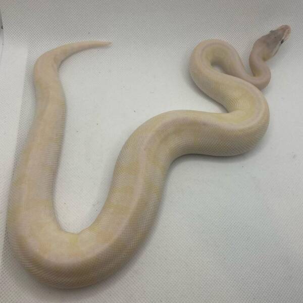 Super Mojave Ball Python