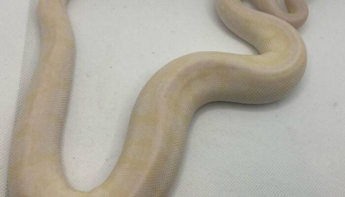 Super Mojave Ball Python