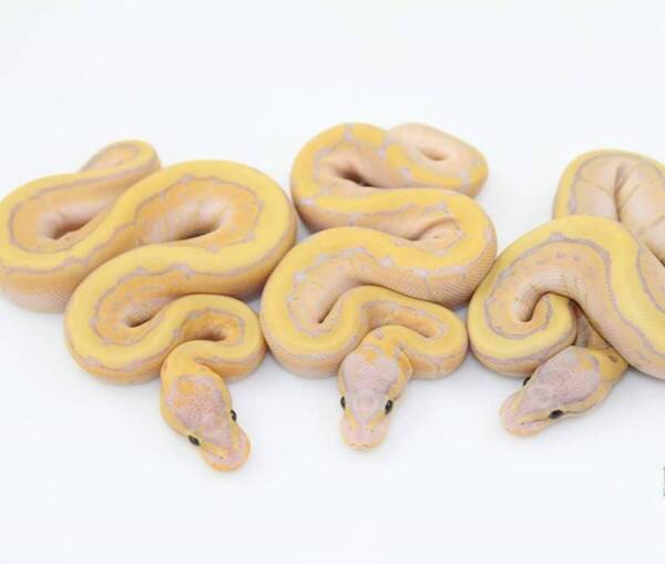 Banana Pinstripe Ball Pythons for Sale | Ranch of Exotic Breeds – Healthy & Captive-Bred