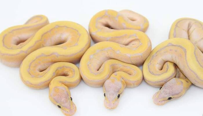 Banana Pinstripe Ball Python