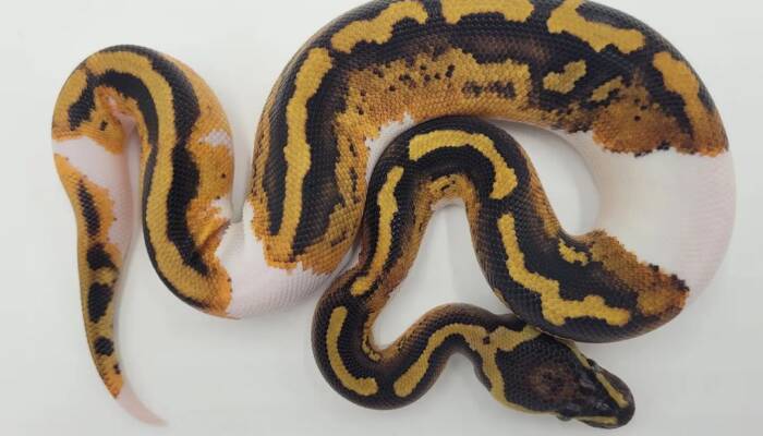 "Pied Ball Python for Sale | Ranch of Exotic Breeds – Stunning Morphs & Healthy Reptiles"