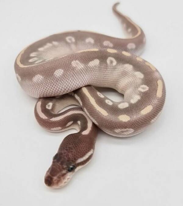 Purple Passion Ball Python