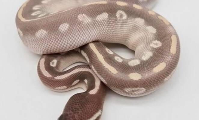 Purple Passion Ball Python