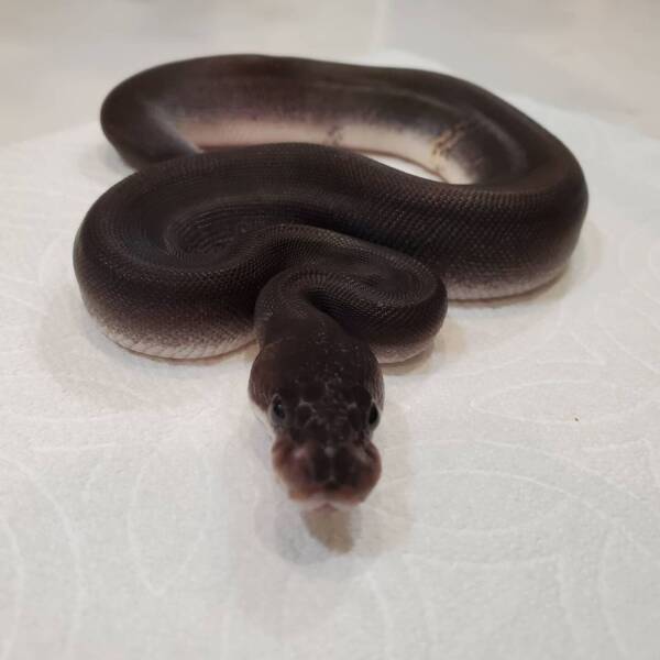 Super Cinnamon Ball Python